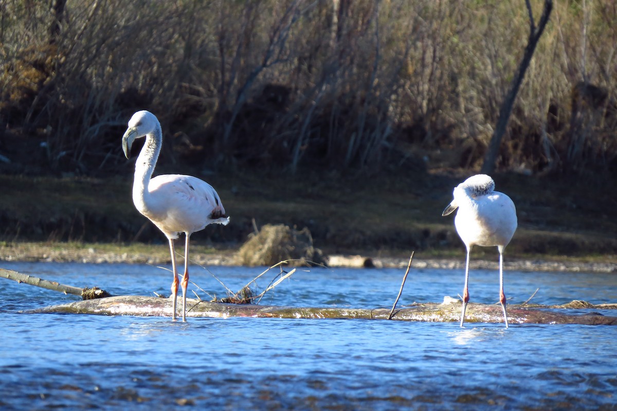 Chilean Flamingo - Mauricio Javier Quintero Fusari