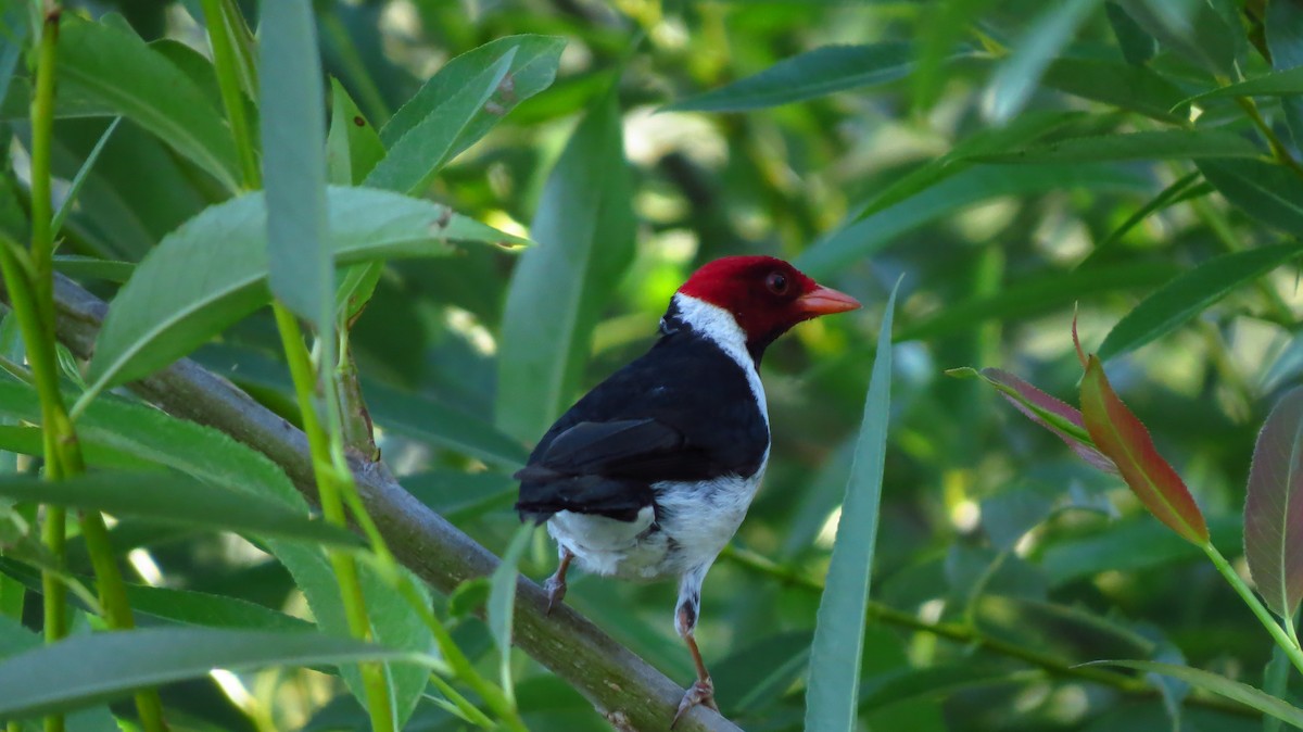 Yellow-billed Cardinal - ML479815171