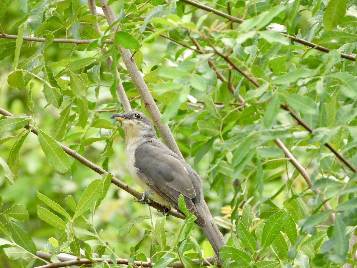 Mangrovekuckuck - ML479815191