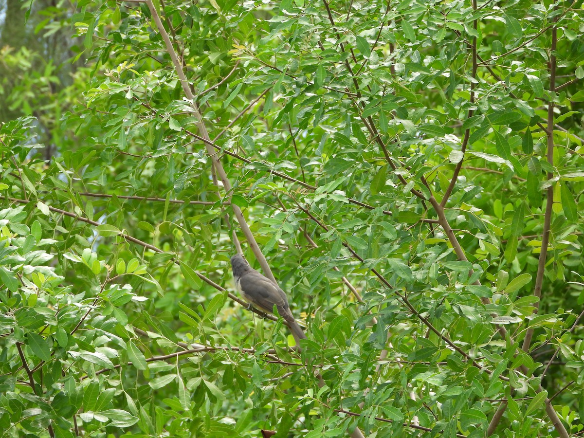 Mangrove Cuckoo - Martha Cartwright