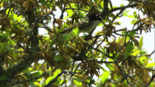 Black-capped Vireo - ML479816