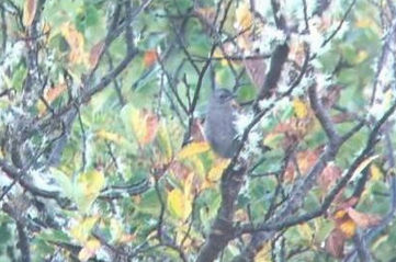 Gray Catbird - Alaska Historical Records