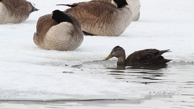 American Black Duck - ML479818