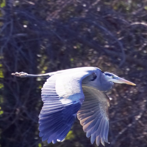 Great Blue Heron (Great Blue) - ML47981831