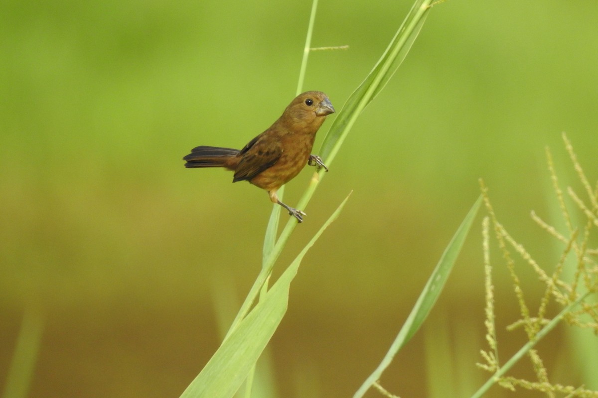 Chestnut-bellied Seed-Finch - ML479820081