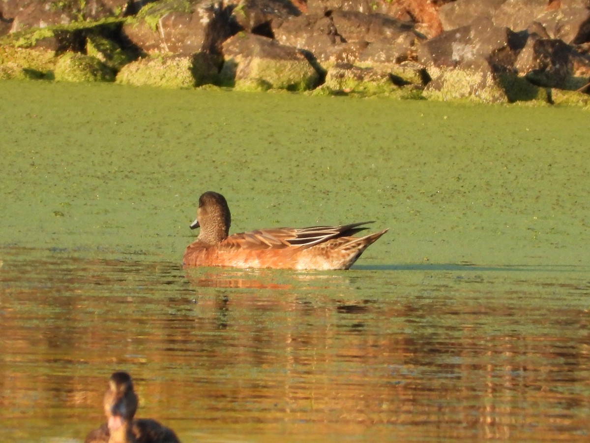 American Wigeon - ML479820141