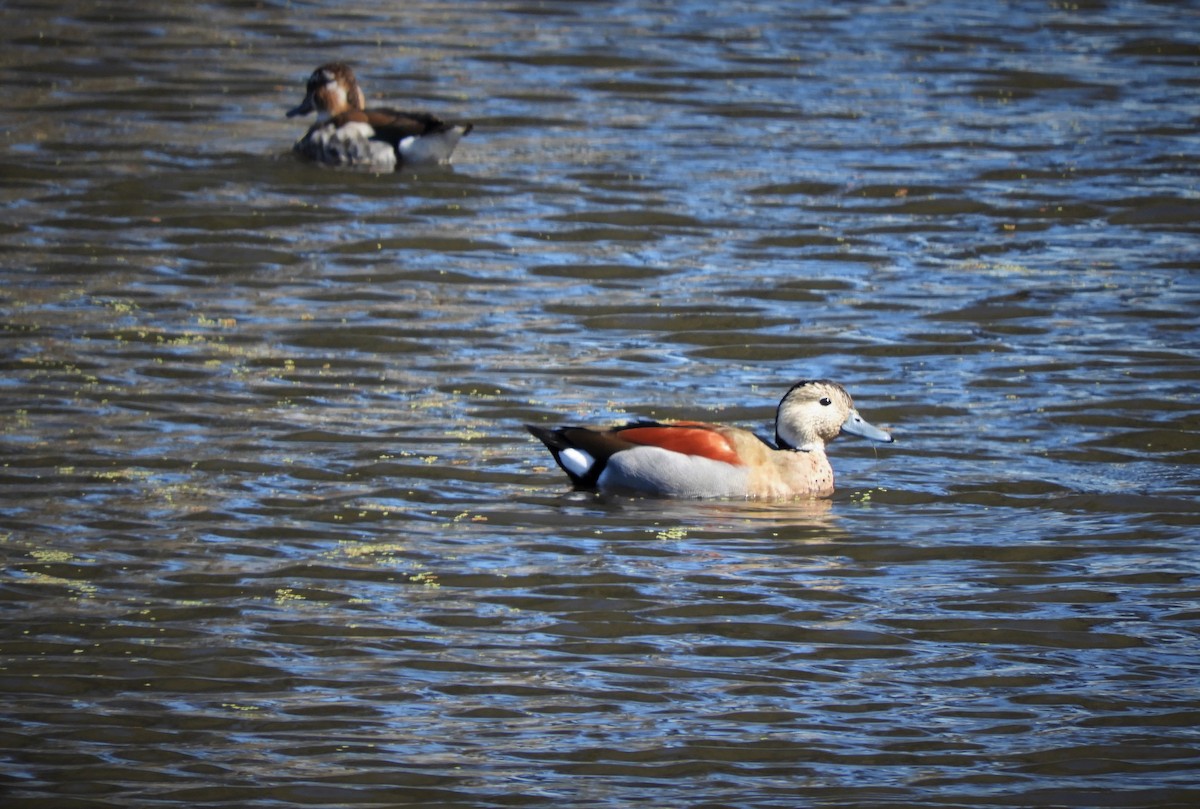 Ringed Teal - Luis Vescia