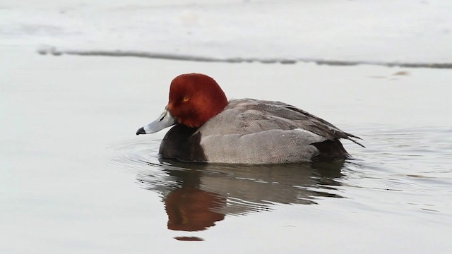 Redhead - ML479823