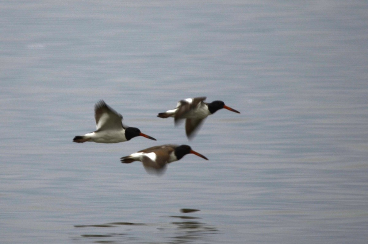 American Oystercatcher - ML479824141