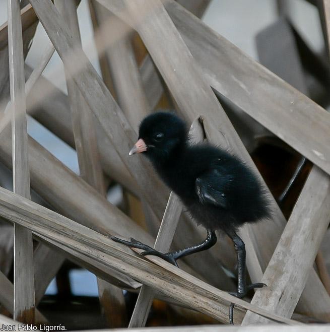 Ruddy Crake - Juan Pablo Ligorria