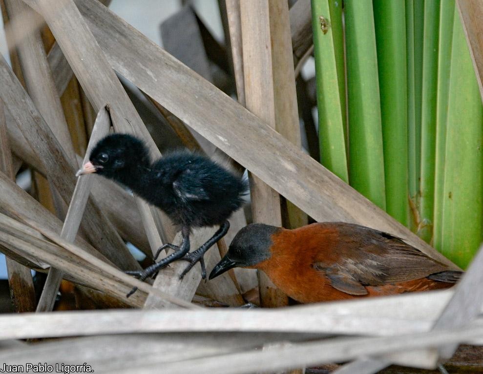 Ruddy Crake - ML479824731