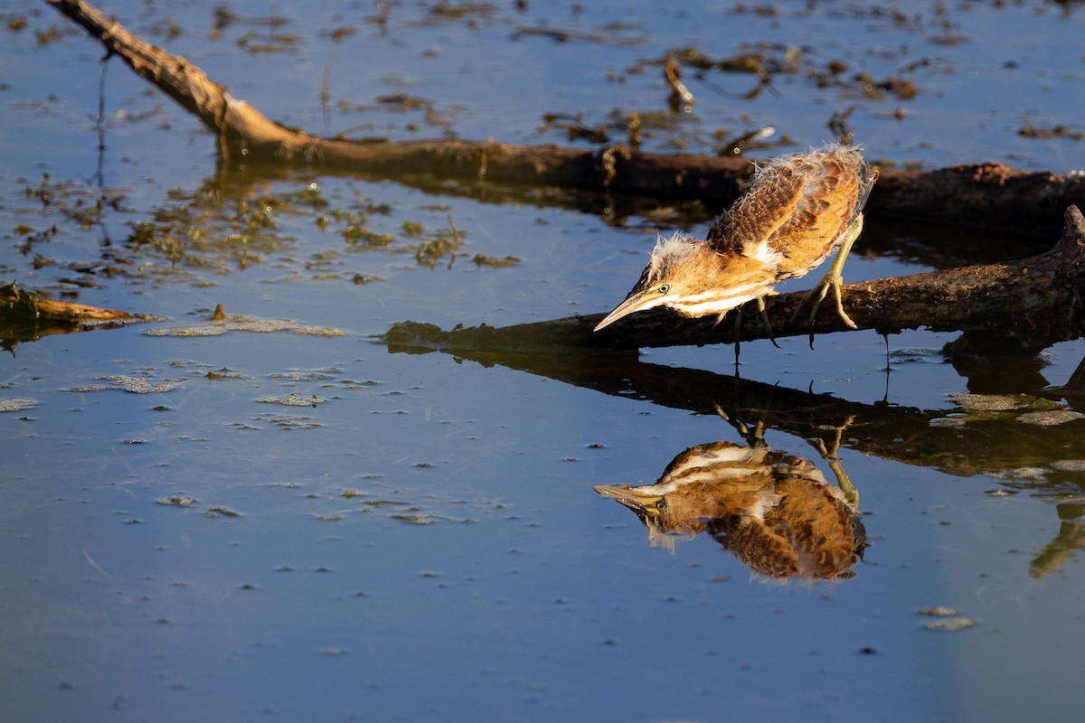 Least Bittern - ML479825071