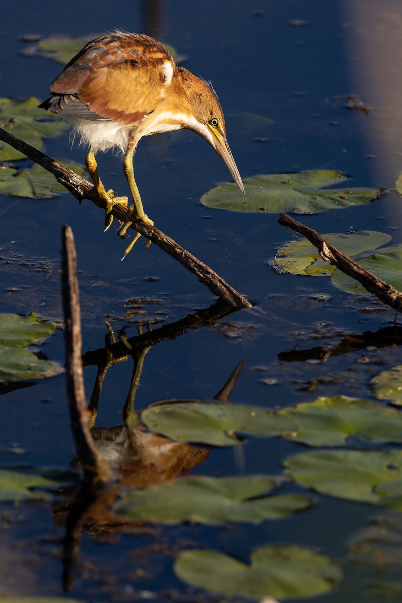 Least Bittern - ML479825081