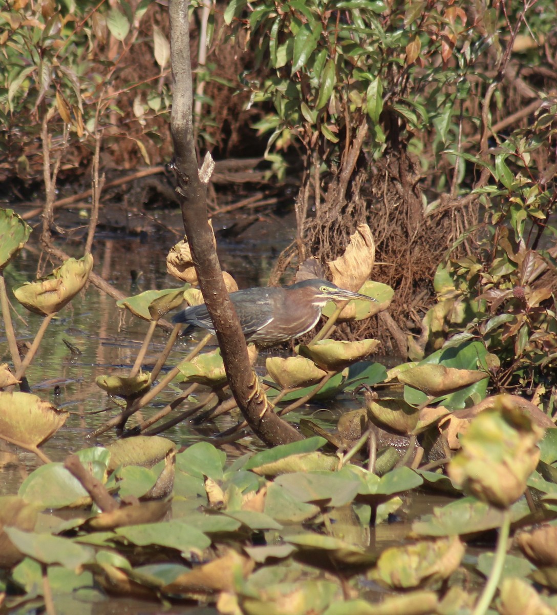 Green Heron - Jenna Kunst