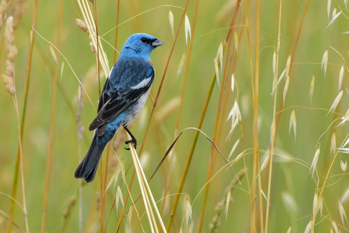 Lazuli Bunting - ML479825281