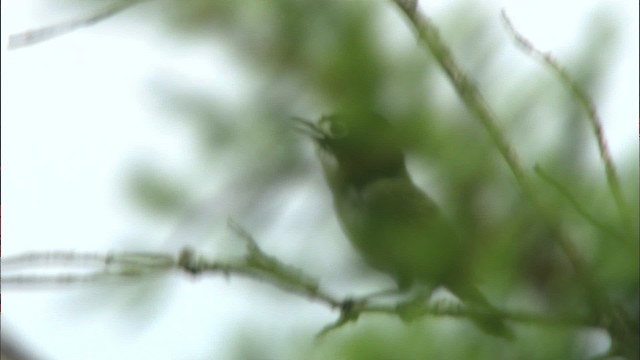 Black-capped Vireo - ML479826