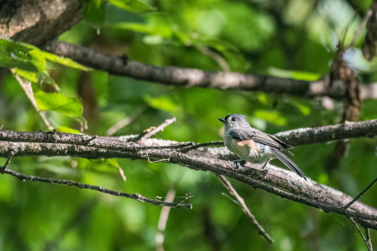 Tufted Titmouse - ML479826531