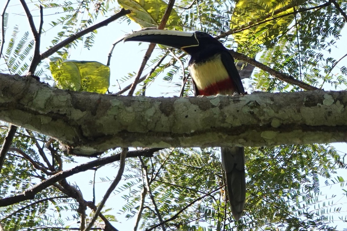 Black-necked Aracari - Terry Doyle