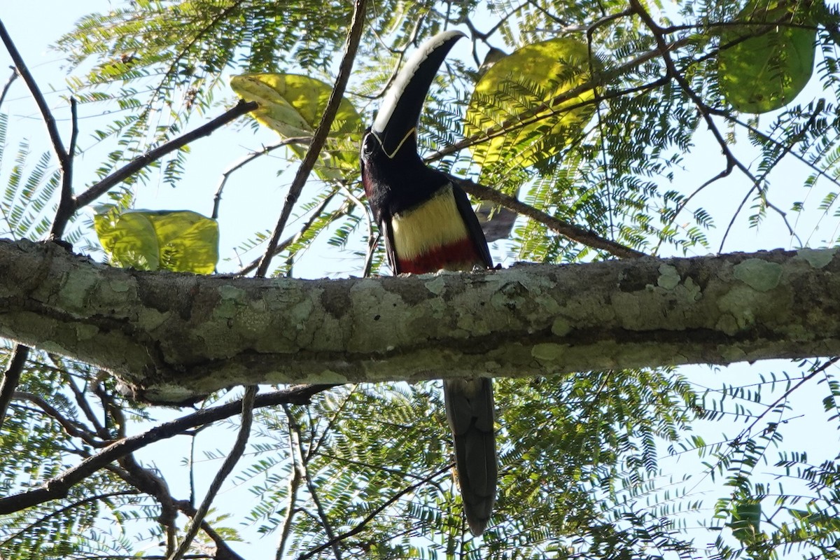 Black-necked Aracari - ML479827761