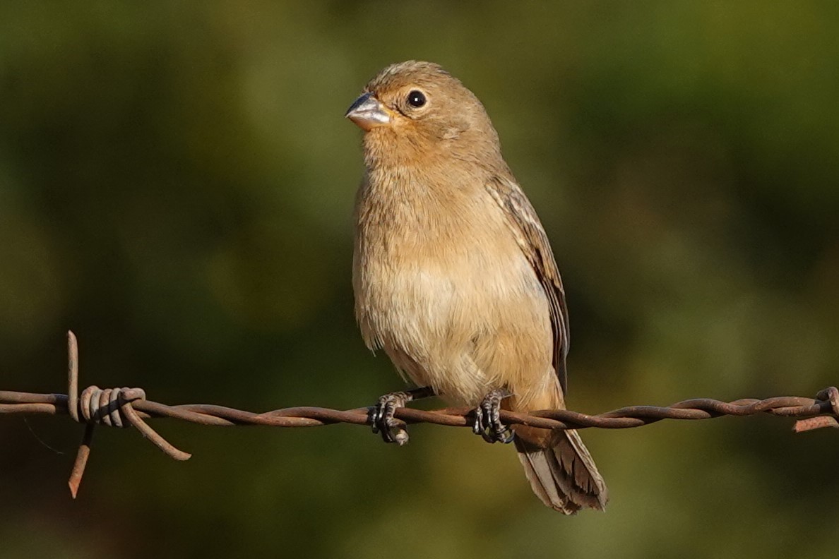 Chestnut-bellied Seedeater - ML479827821