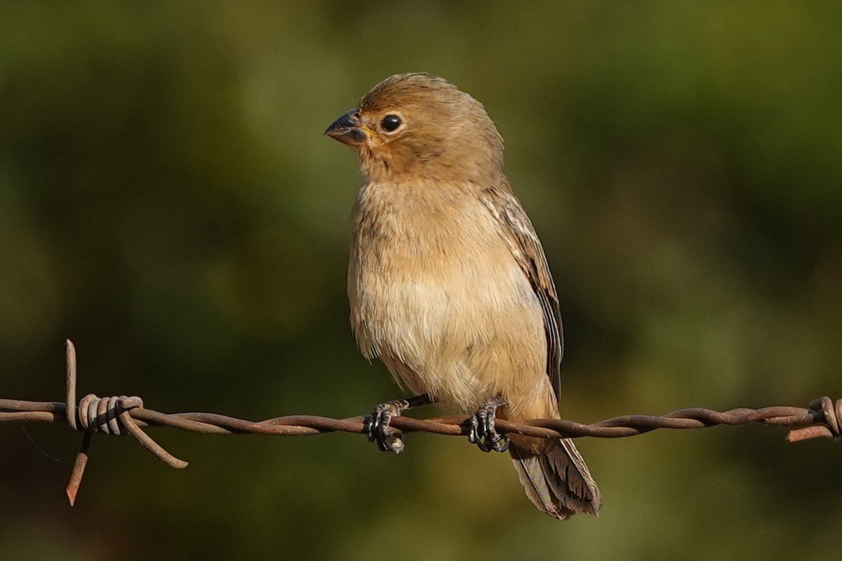 Chestnut-bellied Seedeater - ML479827831