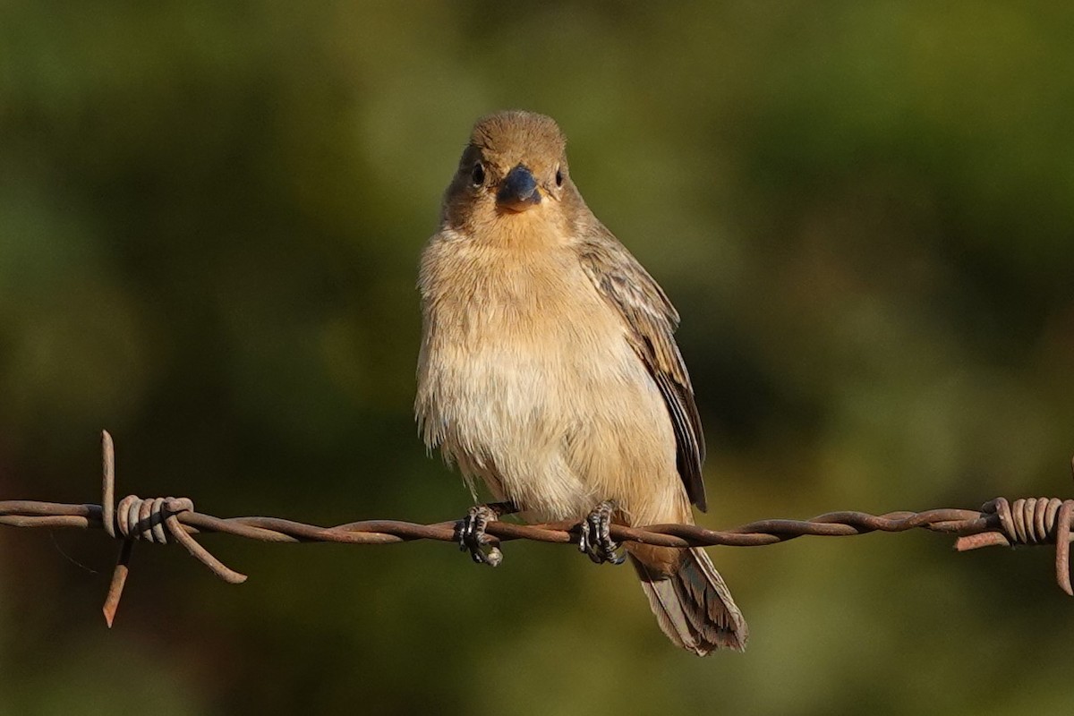 Chestnut-bellied Seedeater - ML479827841