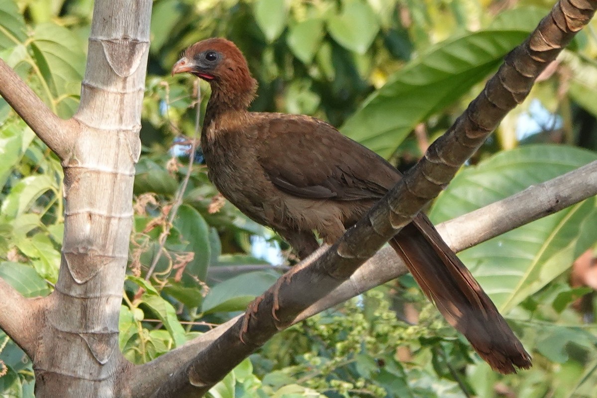 Chestnut-headed Chachalaca - ML479827961