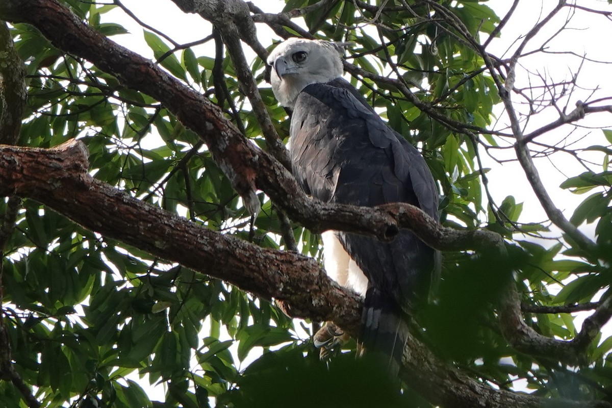 Harpy Eagle - Terry Doyle