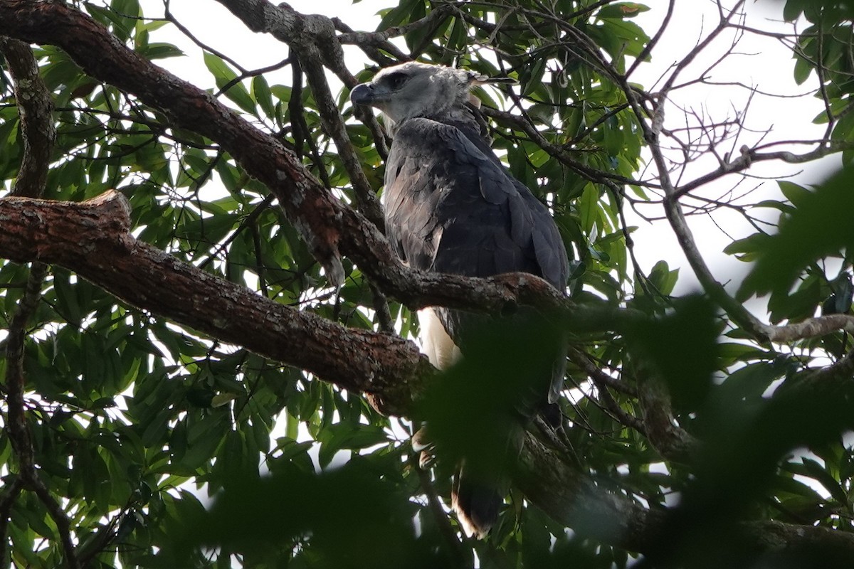 Harpy Eagle - ML479828431