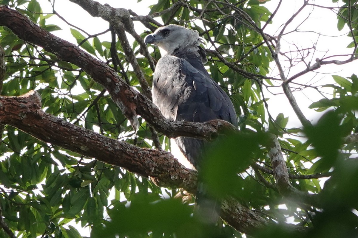 Harpy Eagle - ML479828441