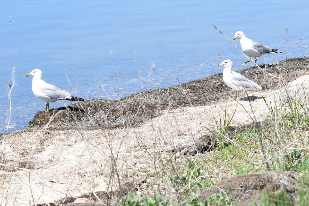 Ring-billed Gull - ML479828761