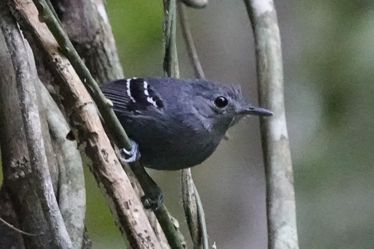 Plain-throated Antwren - ML479828861