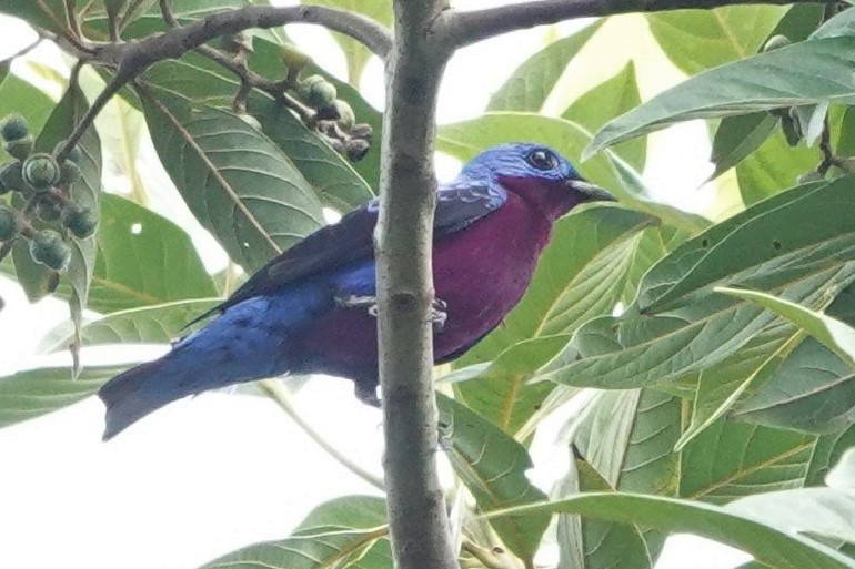 Purple-breasted Cotinga - ML479829011