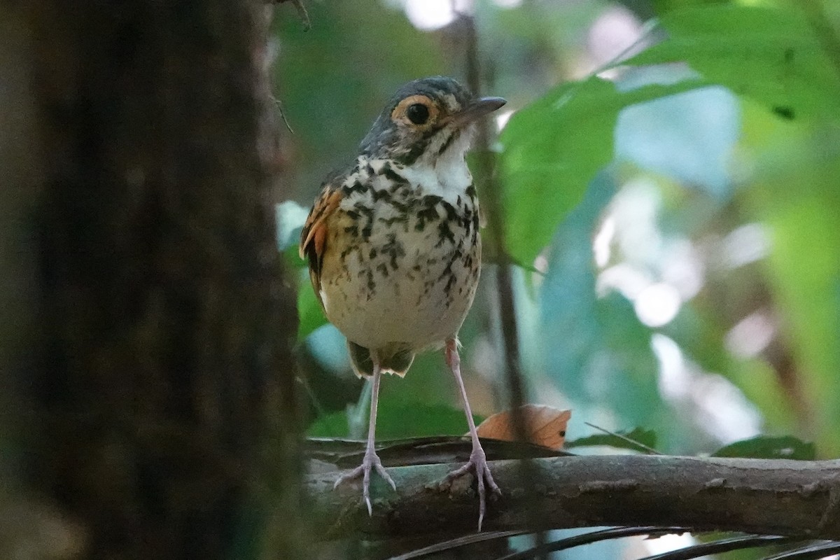 Snethlage's Antpitta - ML479829061