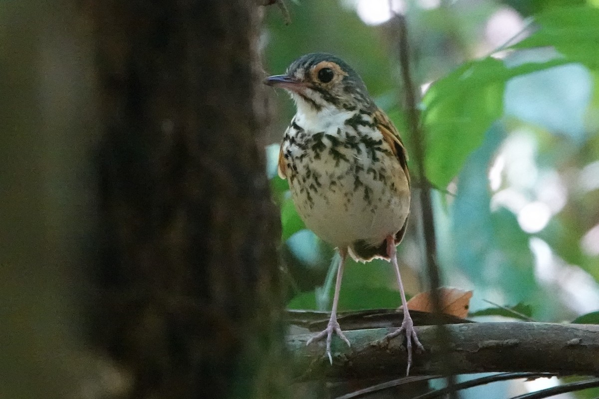 Snethlage's Antpitta - ML479829071