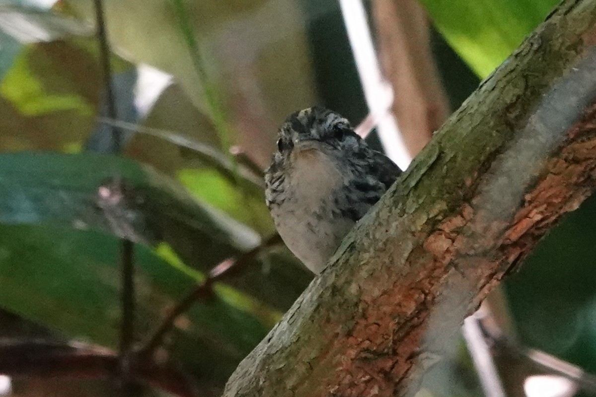 Spix's Warbling-Antbird - ML479829261