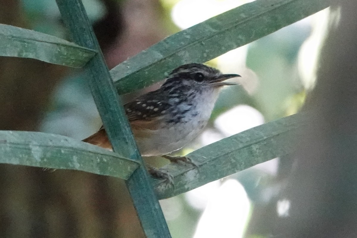 Spix's Warbling-Antbird - ML479829271