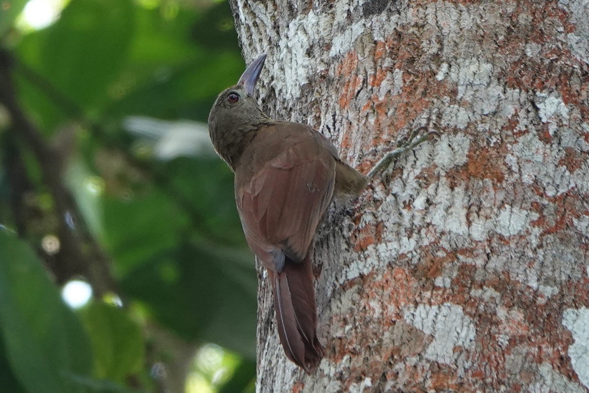 Uniform Woodcreeper - Terry Doyle