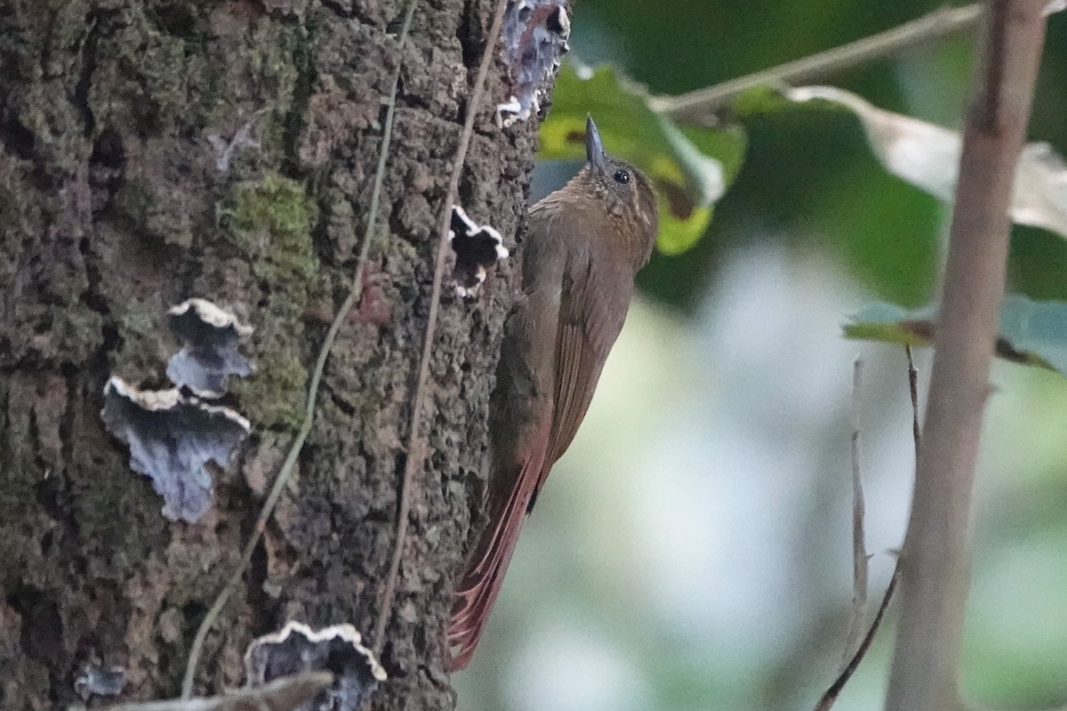 Wedge-billed Woodcreeper - ML479829421