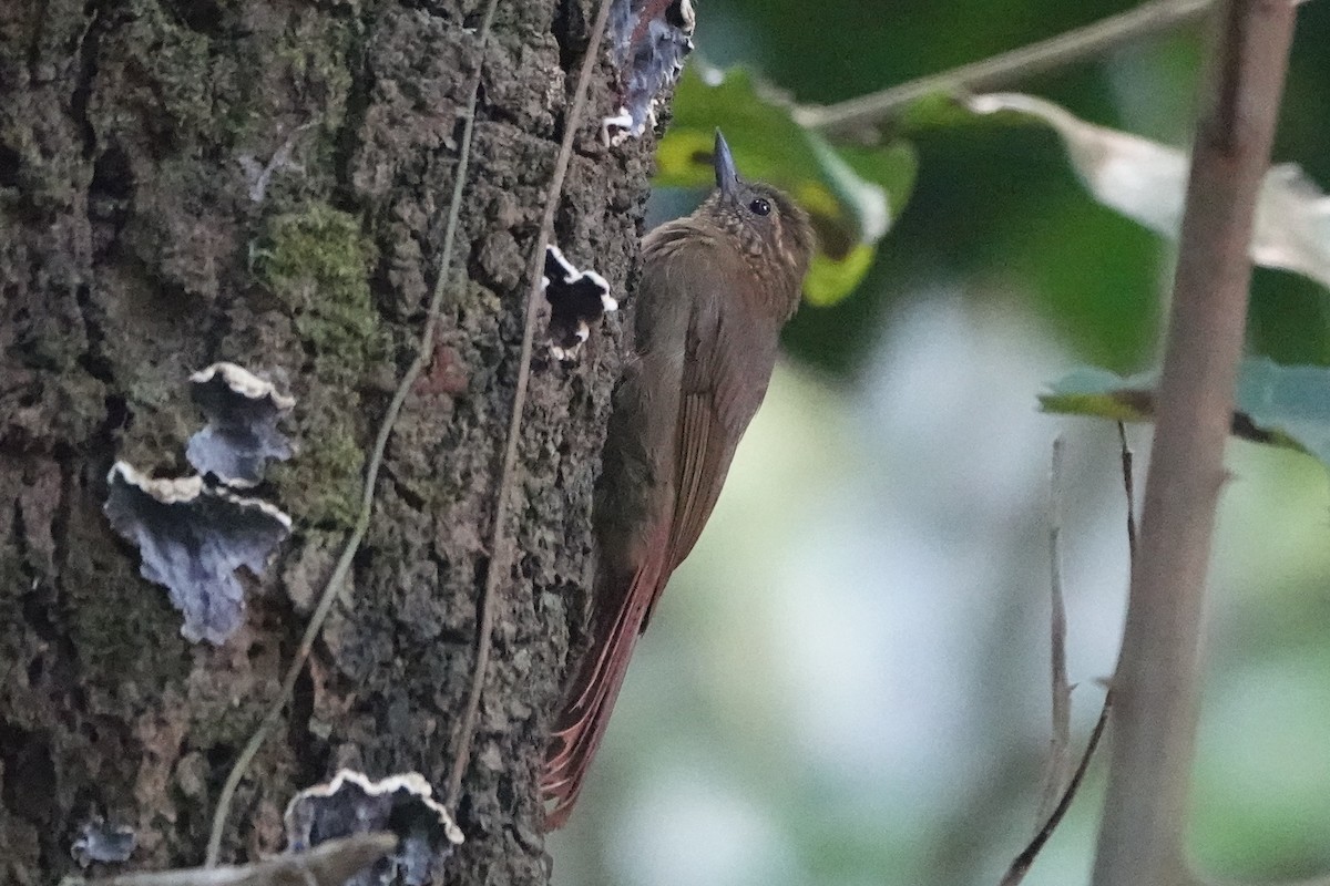 Wedge-billed Woodcreeper - ML479829431