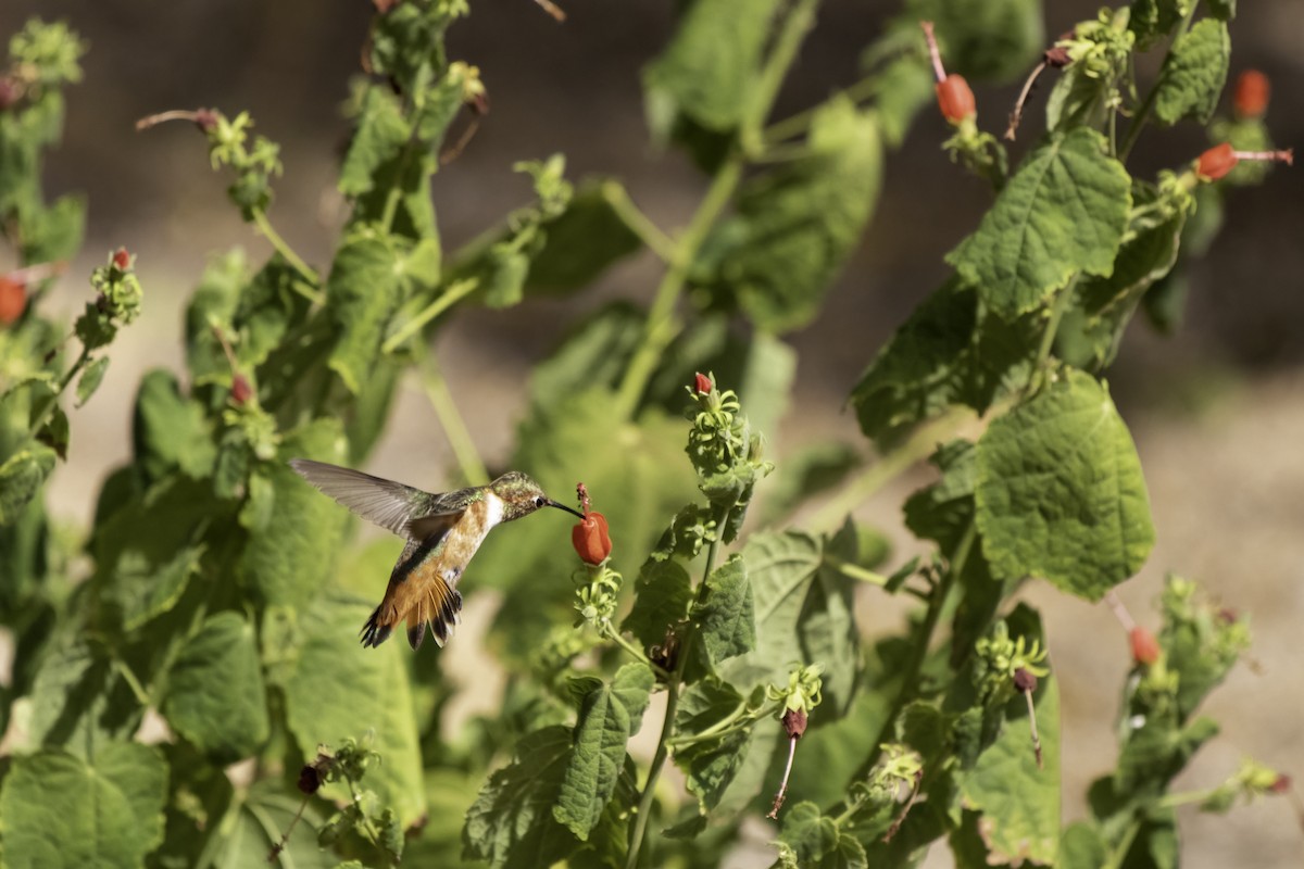 Allen's Hummingbird - ML479829511