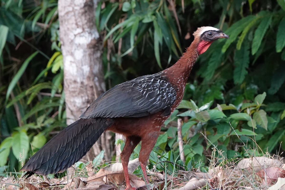 White-crested Guan - ML479829571