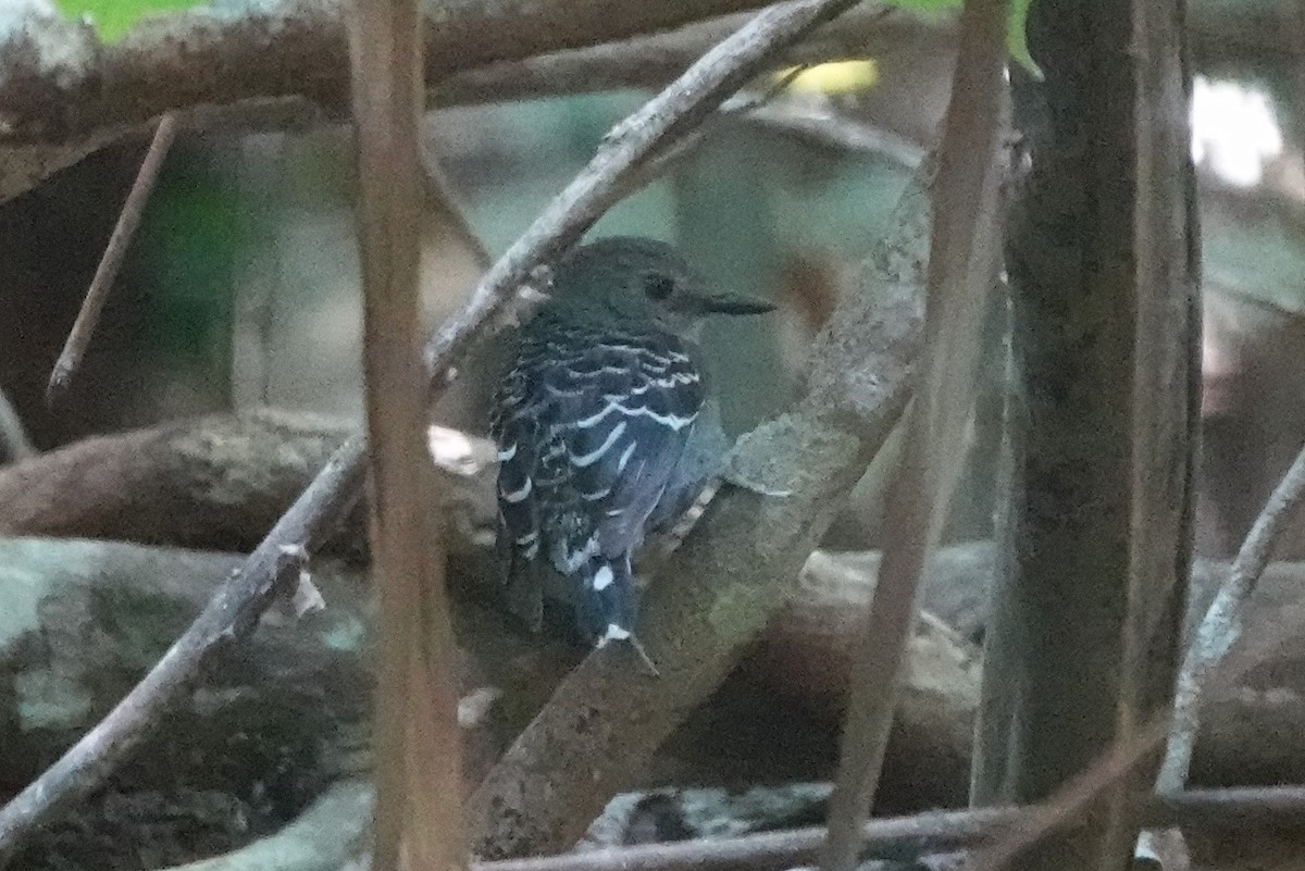 Xingu Scale-backed Antbird - ML479829811