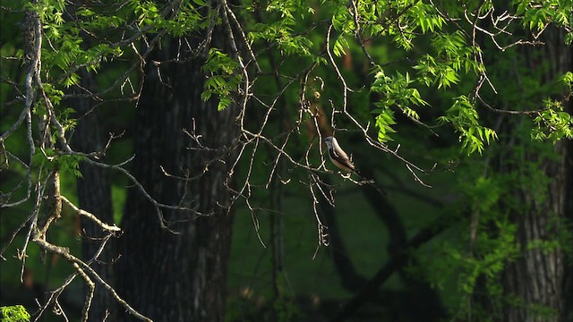 Scissor-tailed Flycatcher - ML479830