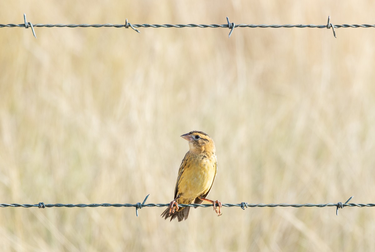 Bobolink - Jesse Kolar