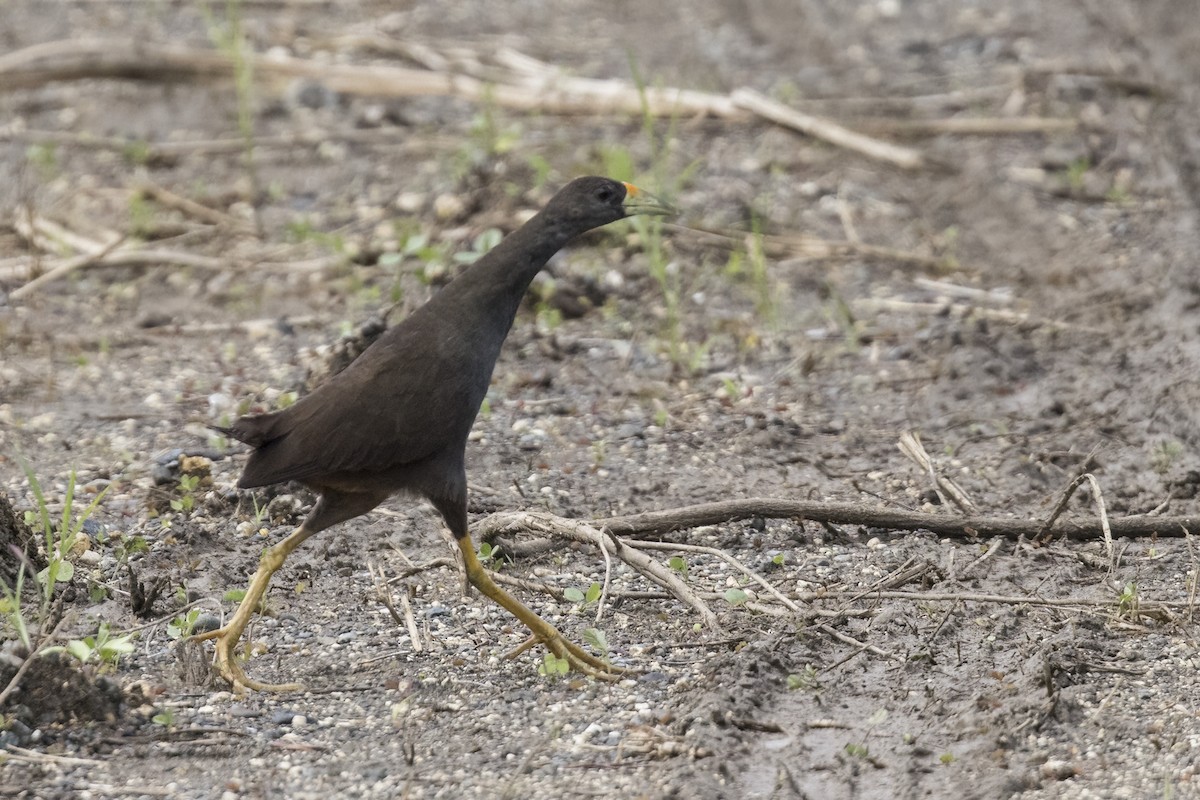 Pale-vented Bush-hen - ML479830851