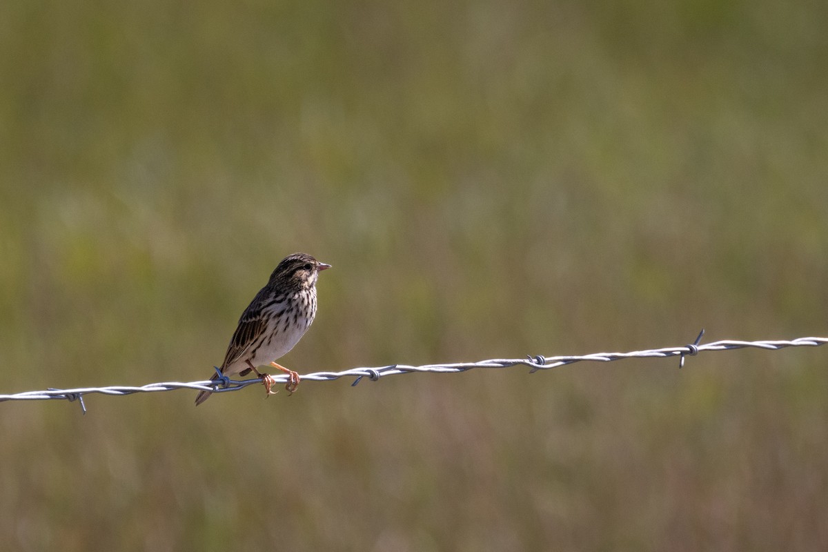ml479830901-savannah-sparrow-macaulay-library