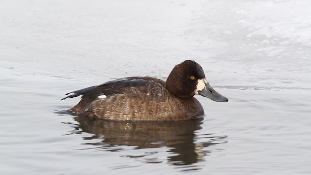 Greater Scaup - ML479831