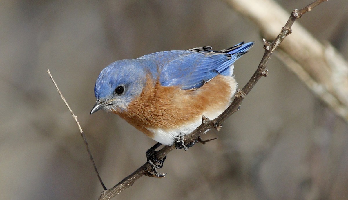 Eastern Bluebird - Gary Jarvis