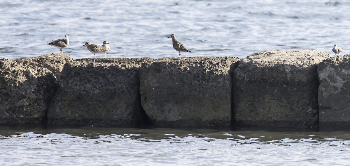 Gray-tailed Tattler - ML479831611